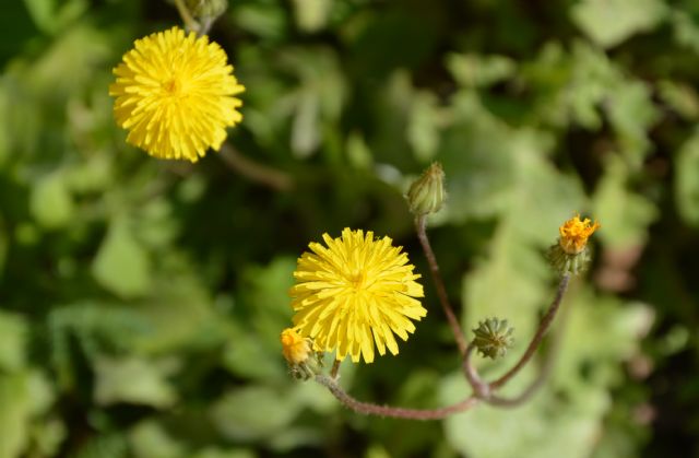 Crepis sancta (Asteraceae)